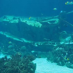Shipwreck in the open ocean shark tank (Sep 16th, 2018)