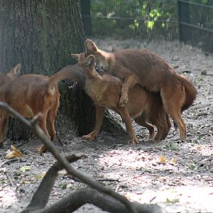 Chinese Dhole Pups