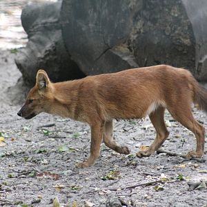 Chinese Dhole