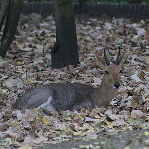 Southern Mountain Reedbuck