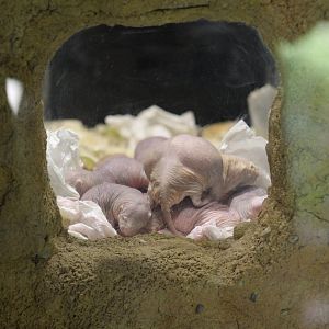 Naked Mole Rat
