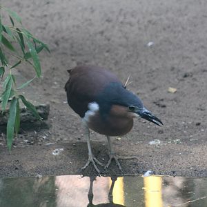 Philippine Rufous Night-Heron