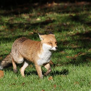Red Fox in Regent's Park, London. 2/11/2018