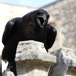 Raven at the Tower of London 3/11/2018
