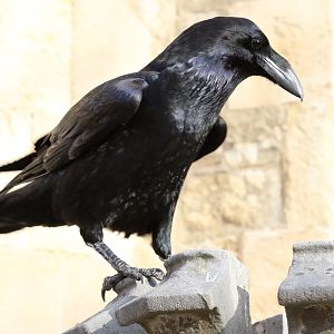 Raven at the Tower of London 3/11/2018