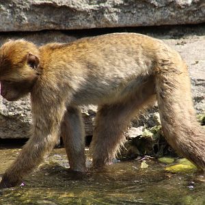 Barbary Macaque