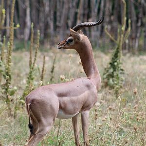 Southern Gerenuk