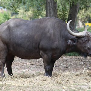 Cape Buffalo
