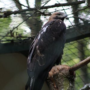 Eastern Imperial Eagle