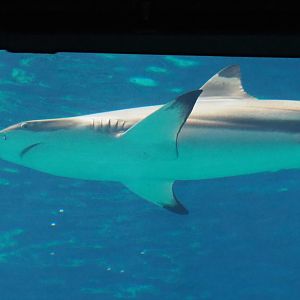 Blacktip reef shark (Carcharhinus melanopterus), Sep 16th, 2018