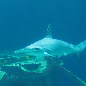 Scalloped hammerhead (Sphyrna lewini), Sep 16th, 2018