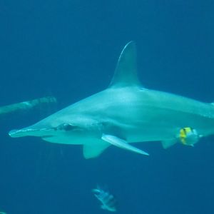 Scalloped hammerhead (Sphyrna lewini), Sep 16th, 2018