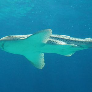 Zebra shark (Stegostoma fasciatum), Sep 16th, 2018