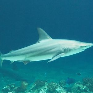 Blacktip shark (Carcharhinus limbatus), Sep 16th, 2018