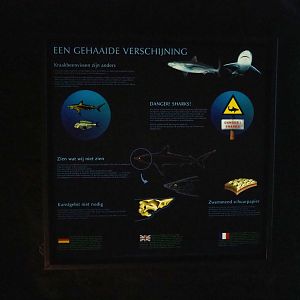 Sign about sharks (Sep 16th, 2018)