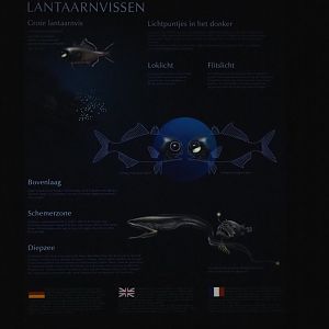 Sign about bioluminescent fish (Sep 16th, 2018)