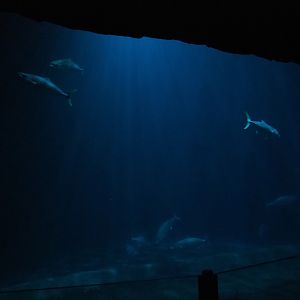 Schooling fish tank (Sep 16th, 2018)