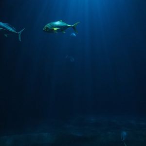 Schooling fish tank (Sep 16th, 2019)