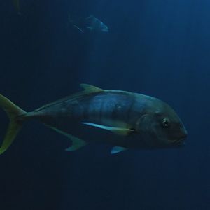 Golden trevally (Gnathanodon speciosus), Sep 16th, 2018
