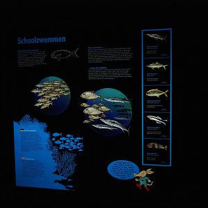 Sign schooling fish (Sep 16th, 2018)