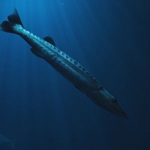 Great barracuda (Sphyraena barracuda), Sep 16th, 2018