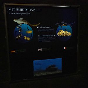 Shark reproduction sign with tank containing zebra shark eggs (Sep 16th, 2018)