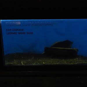 Little tank with zebra shark eggs (Sep 16th, 2018)