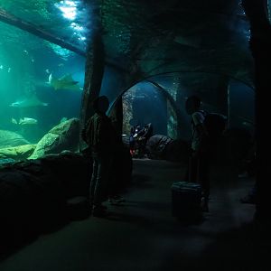 Tunnel tank (Sep 16th, 2018)