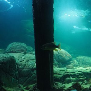 View into tank from tunnel (Sep 16th, 2018)