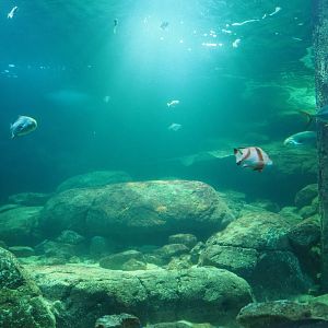 View into tank from tunnel (Sep 16th, 2018)