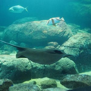View into tank from tunnel (Sep 16th, 2018)