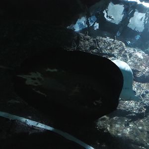 Mangrove whipray (Himantura granulata) and Spotted eagle ray (Aetobatus narinari), Sep 16th, 2018