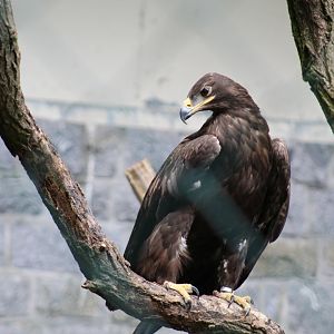 Steppe Eagle