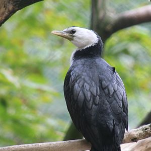 Little Pied Cormorant