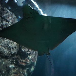 Spotted eagle ray (Aetobatus narinari), Sep 16th, 2018
