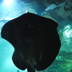 Mangrove whipray (Himantura granulata), Sep 16th, 2018