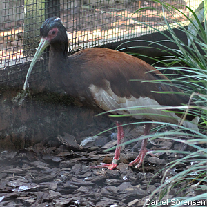 Madagascan ibis