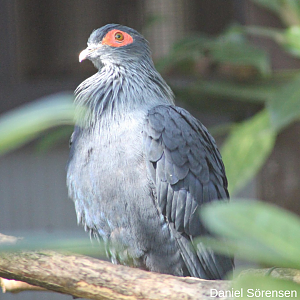 Madagascan blue pigeon