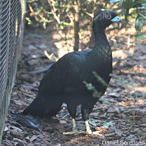 Wattled guan