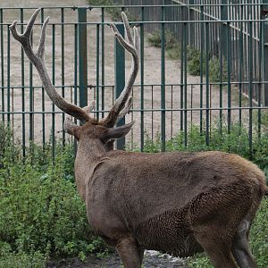 White-Lipped Deer