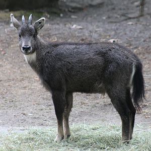 Central Chinese Goral