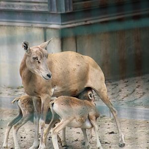 Transcaspian Urial Nursing