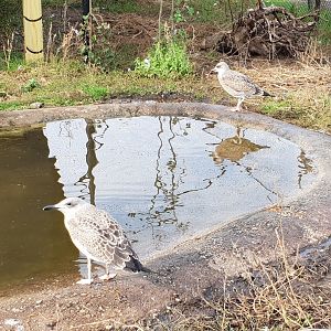 Young ( herring ? ) gulls