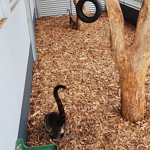White-nosed coati - enclosure