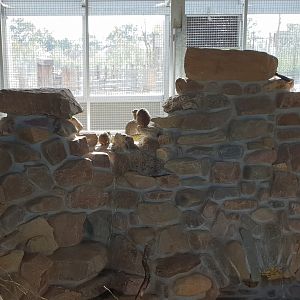 Guira cuckoo - Rock cavy enclosure