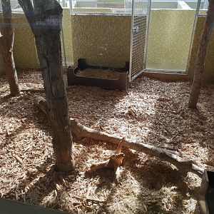 Indoor-enclosure Giant anteater