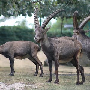 Alpine Ibex
