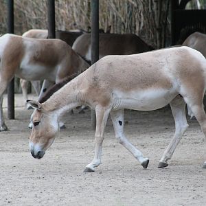 Turkmenian Kulan