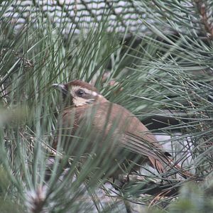 White-Browed Laughingthrush