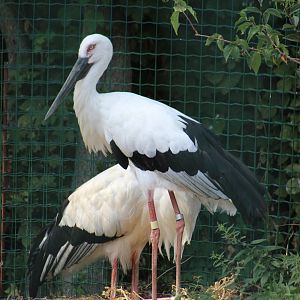 Oriental White Stork